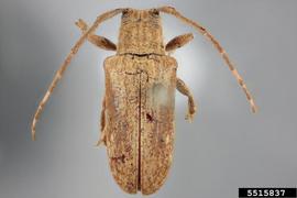  Sternycha sternalis , holotype specimen; © E.H. Nearns